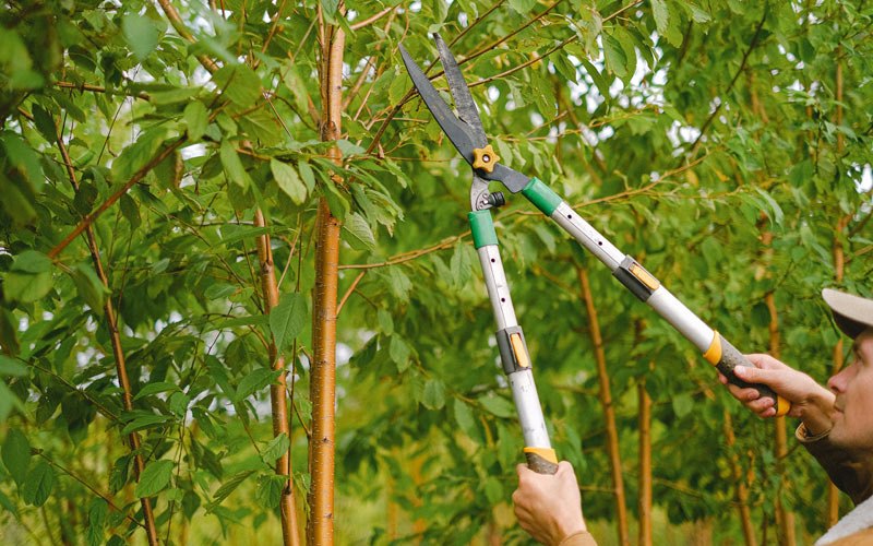 Tree trimming in Deep River, IA