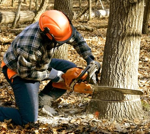 Tree Removal in Deep River, IA